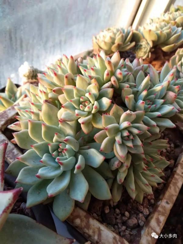時至立春，窗前多肉漸有姿色，一個個循著光，凝神遙聽春風