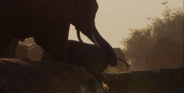 非洲特大旱災，動物屍橫遍野，50歲大象女王用智慧拯救族群