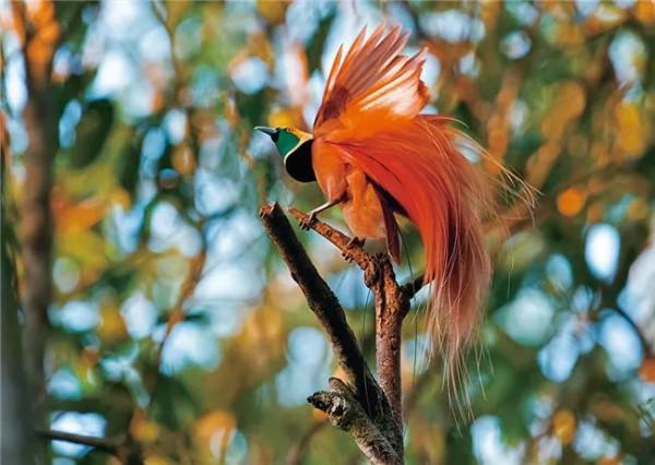 天上飛來極樂鳥