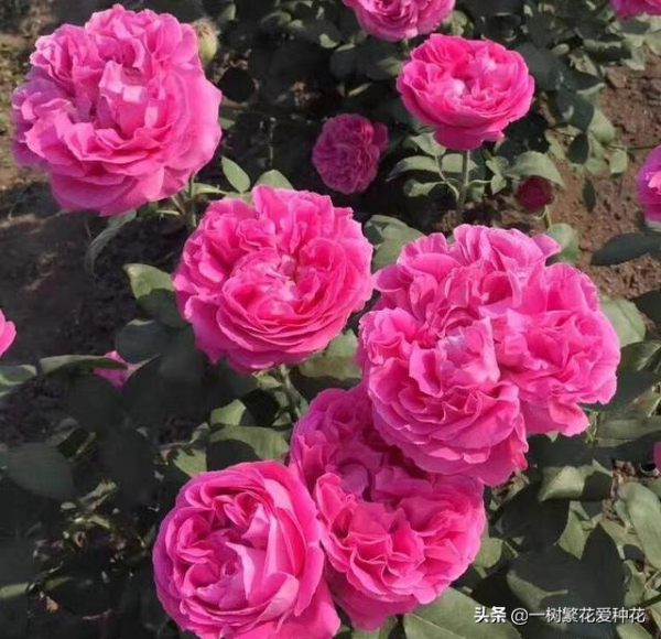 露養易黑斑12種月季，不建議全露養、地栽不遮雨養這些品種