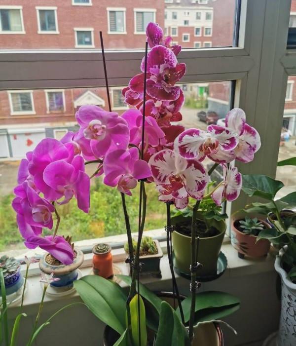 6種“吉祥花”，曬曬大太陽，紅紅火火開一冬，富貴滿屋子