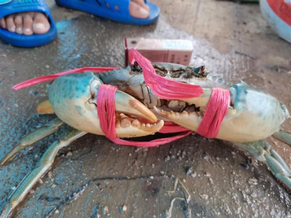 湛江漁民，捕撈到海上霸主，直接剪掉漁網，一隻賣了五百塊錢