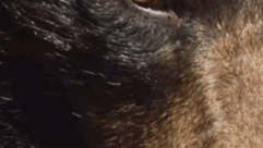 黑熊母親為救一隻幼崽捨棄另外兩隻,事後才發現她真高明 黑熊母親為救一隻幼崽捨棄另外兩隻,事後才發現她真高明