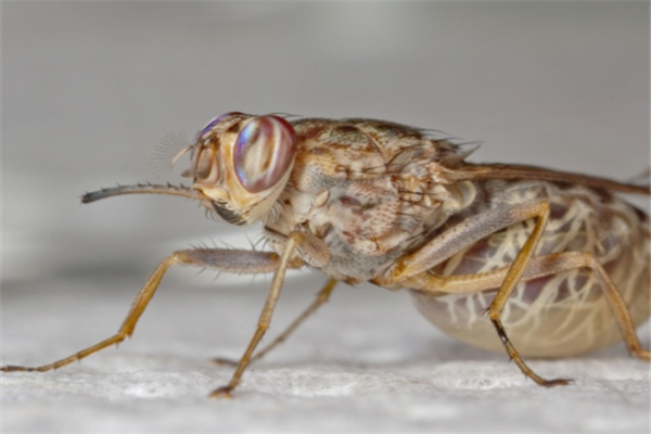 劇毒蟲子介紹，都看看吧，以後蟲都不要碰它了這都是要命的玩意呀