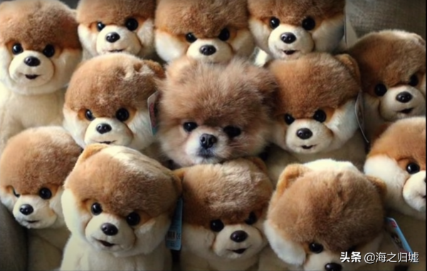 31張“捉迷藏”照片，證明貓咪才是“偽裝大師”，你能找到它嗎？