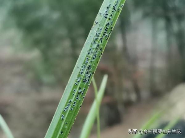 蘭花介殼蟲,最佳治理時機不要錯過,元旦在家仔細檢查一下吧 蘭花介殼蟲,最佳治理時機不要錯過,元旦在家仔細檢查一下吧