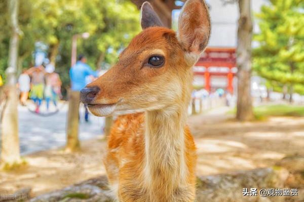 鹿頭的寓意，鹿頭象徵著什麼？鹿的特性是什麼