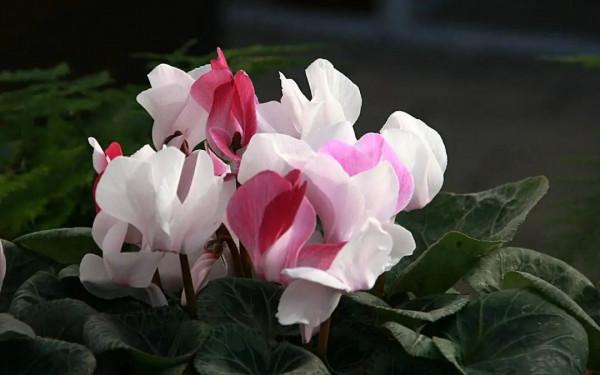 這4種花冬天也能開爆盆，快養一盆吧