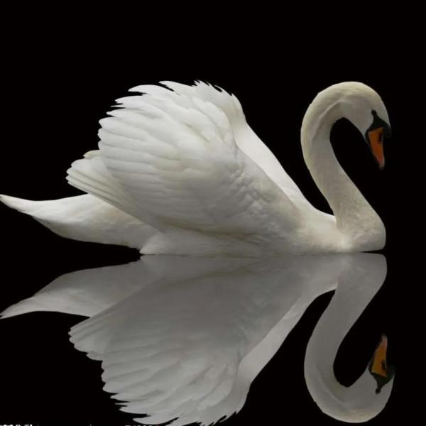 鳥的世界 鳥的天堂