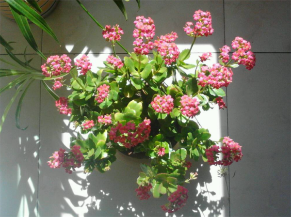 花葉發黃應該怎麼辦？從5個方面做出調整，十有八九能挽救回來