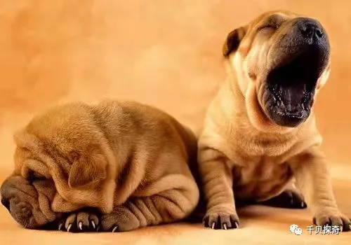 萌寵大比拼！狗狗：誰還不是個小可愛呢？萌化了