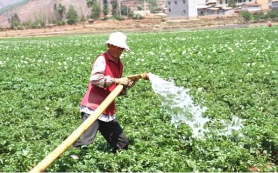 土豆澆水有講究，澆好4水，收穫優質高產土豆