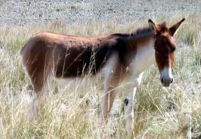 牧民救過野驢，遷徙2年後再相遇，野驢給恩人下跪
