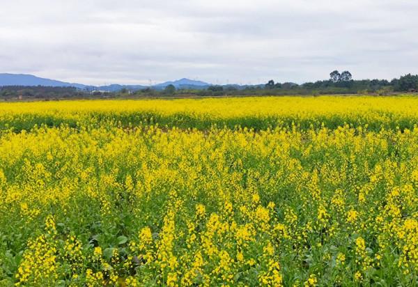 廣東有片廣闊溼地，夏天水波盪漾，秋天稻穀金黃，如今油菜花盛開