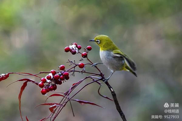 萌萌可愛小精靈——繡眼鳥