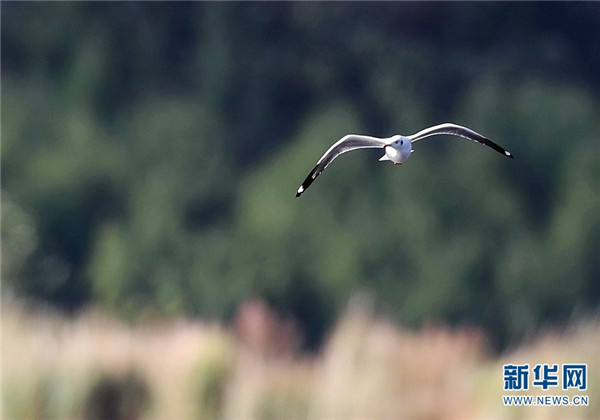 騰衝北海溼地迎來最佳觀鳥季 這些鳥你認識嗎？