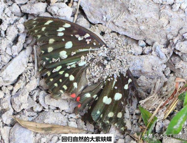 觀賞昆蟲野外識別圖訣：大紫蛺蝶