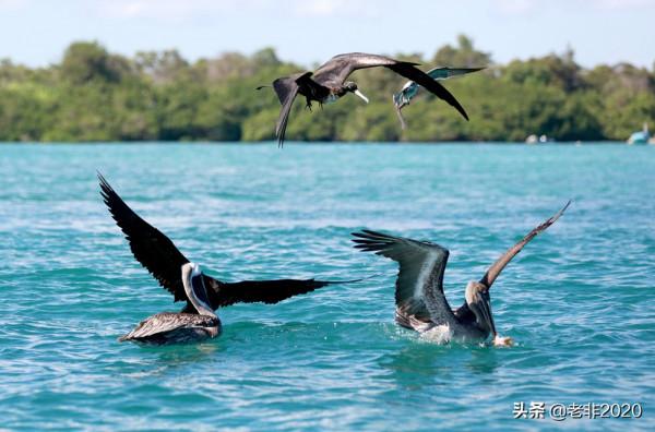 我拍的10種動物,你能認出一半就很厲害了 我拍的10種動物,你能認出一半就很厲害了