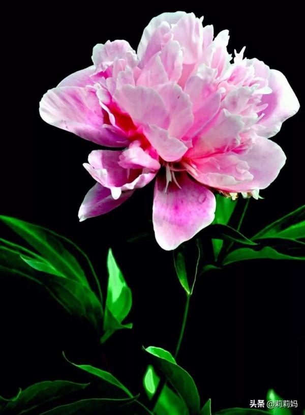 分享&mdash;&mdash;芍藥花姿態優美富含美感