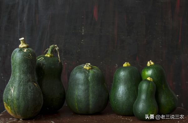 只要一碗淘米水，不花一分錢！黃瓜，西瓜結得多，吃不完，都羨慕