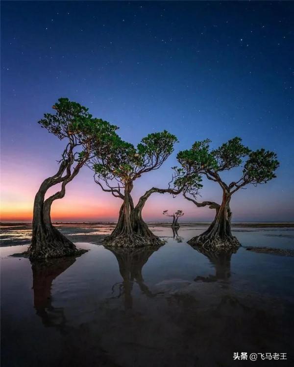 美景：松巴島東部沙灘上獨特的紅樹林和椰子樹