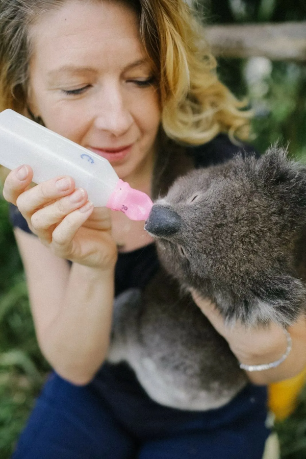 考拉快滅絕了？澳洲野外考拉三年狂少30%，只剩3萬多隻了