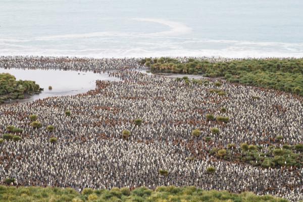 我們去南極結婚了 我們去南極結婚了