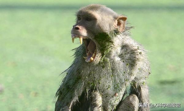 偷錢、殺人、綁架,印度猴子無惡不作,老百姓們為何拿它們沒辦法 偷錢、殺人、綁架,印度猴子無惡不作,老百姓們為何拿它們沒辦法