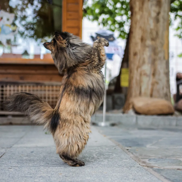 貓不可貌相 腿不可斗量 貓不可貌相 腿不可斗量