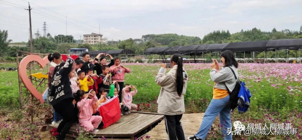 柳城洛崖知青農場格桑花一夜怒放，走，週末約起看花海去