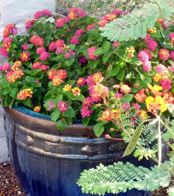 9種很適合用吊籃養的開花植物,掛在朝南陽臺就能養好 9種很適合用吊籃養的開花植物,掛在朝南陽臺就能養好