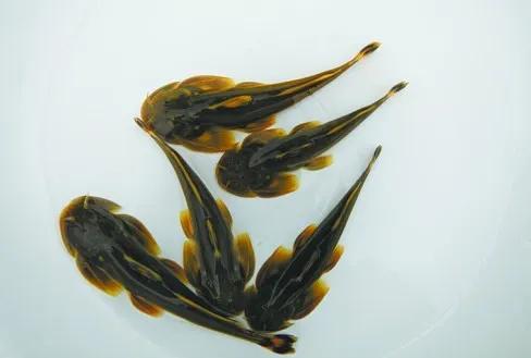 盤點一下,那些曾經沒錢,吃,現在沒錢吃的東西 盤點一下,那些曾經沒錢,吃,現在沒錢吃的東西