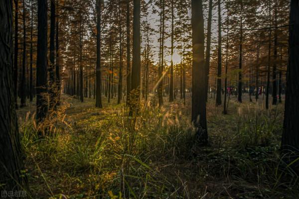 松林邊的美鹿七絕