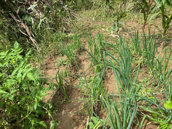 集團董事長高董種植的農作物給全國各地的朋友分享 集團董事長高董種植的農作物給全國各地的朋友分享