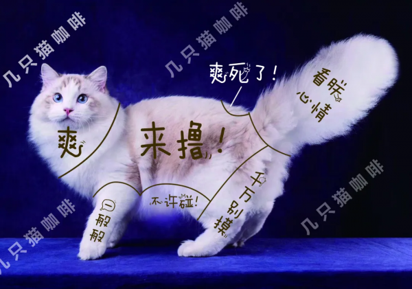 寵物咖,看過來,一定治癒你 寵物咖,看過來,一定治癒你