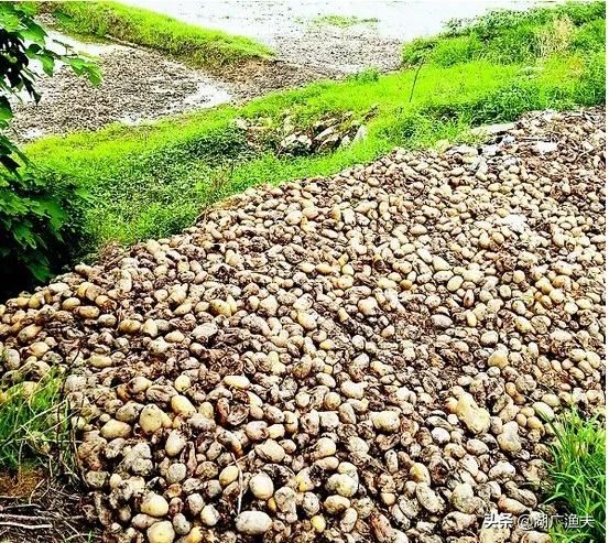 下鄉種千畝土豆虧慘了,劉總感嘆農業風險出人意料「漁夫看三農」 下鄉種千畝土豆虧慘了,劉總感嘆農業風險出人意料「漁夫看三農」