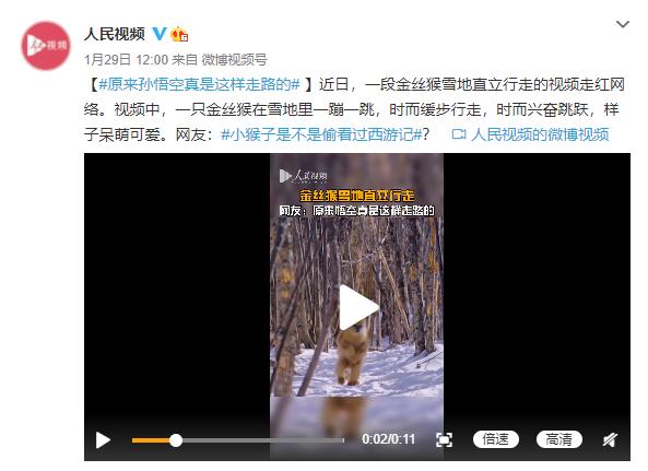 咱們就是說！原來&OpenCurlyDoubleQuote;孫猴子&rdquo;真是這樣走路的