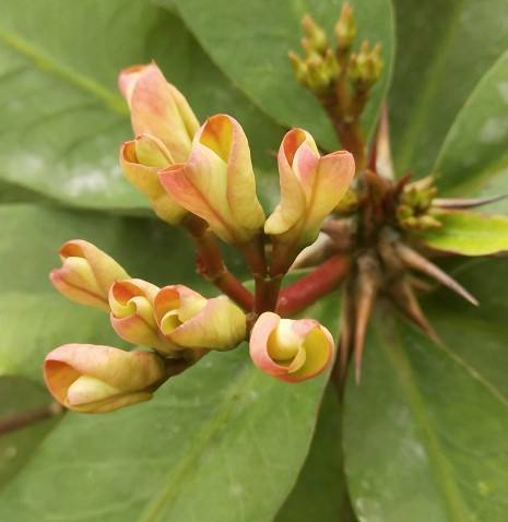 5步養護虎刺梅，打造強烈反差美，花量多到生滿枝