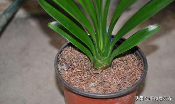 臘月養花,出門撿2種“垃圾”扔盆裡,澆水這樣做,養啥花都省心 臘月養花,出門撿2種“垃圾”扔盆裡,澆水這樣做,養啥花都省心