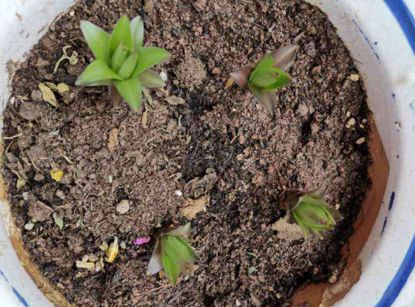 &OpenCurlyDoubleQuote;手賤&rdquo;甭養花！即使皮實如長壽花，一樣會養死