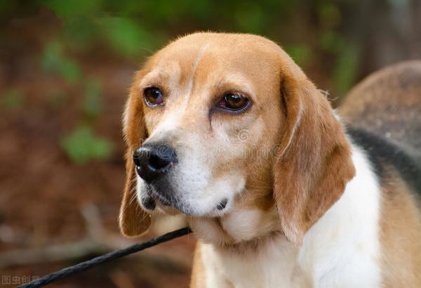 “王富貴”先苦後甜的幸福狗生