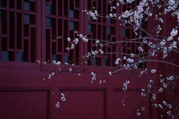 古寺梅花開，花期正當時