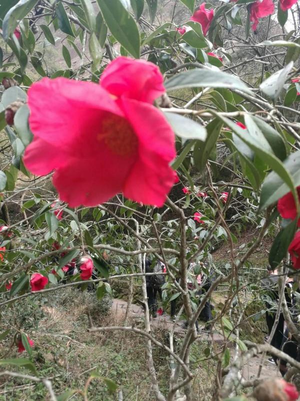 和牡丹花比翼齊飛