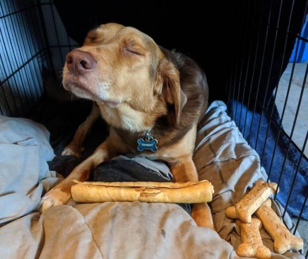 總有一些騙你養寵物的時刻