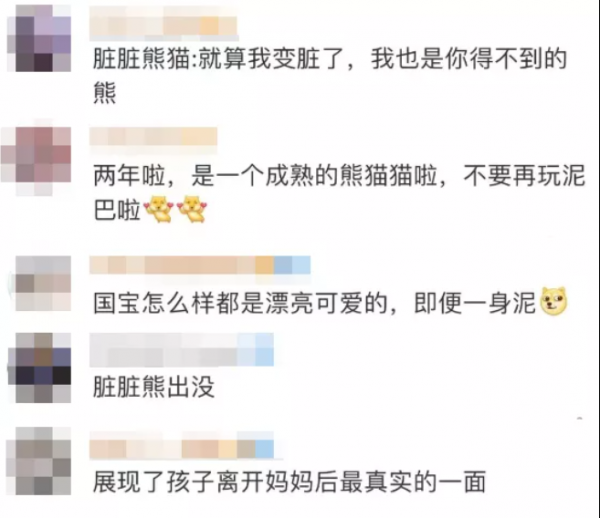 大熊貓離開媽媽後變“髒髒熊”，網友：很真實