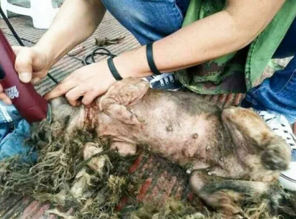 流浪狗被嫌棄是“爛樹根”，被醫生救下治好後：真是個小天使呀