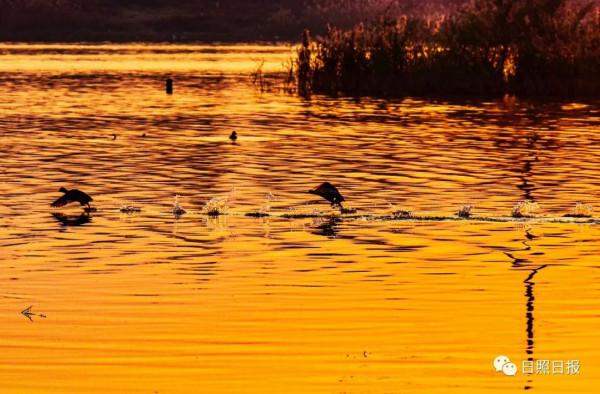 日照 · 冬 · “溼地精靈”​ 日照 · 冬 · “溼地精靈”​