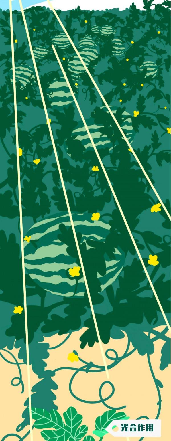 西瓜為啥中間一口最甜？！