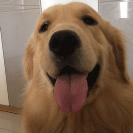 國內“最火”的幾種狗，附上最新價格表，你家狗買貴了嗎？