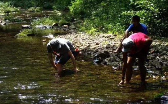 酷似黃鴨叫，長在活水中，至今無法人工養殖，市場上賣千元1斤